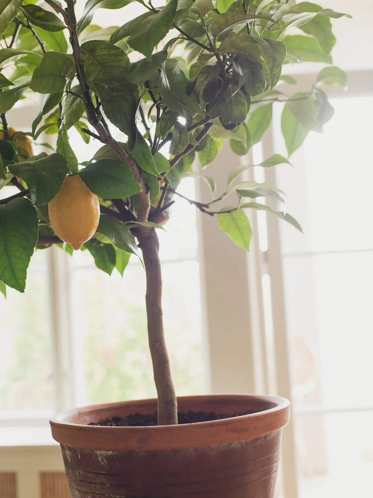 Vlies-Tapete mit pflanzlichem Muster CITRONTRÄD blau mit gelb