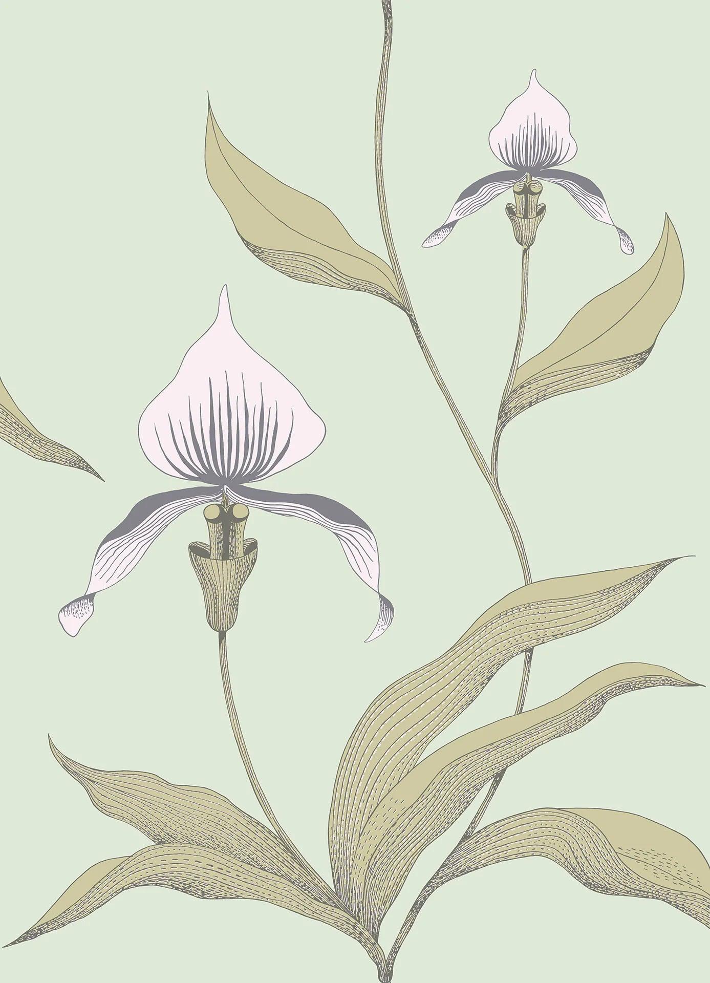 Tapeta CONTEMPORARY COLLECTION - Orchid Cole & Son Kreda i piasek na jasnej zieleni Eye on Design