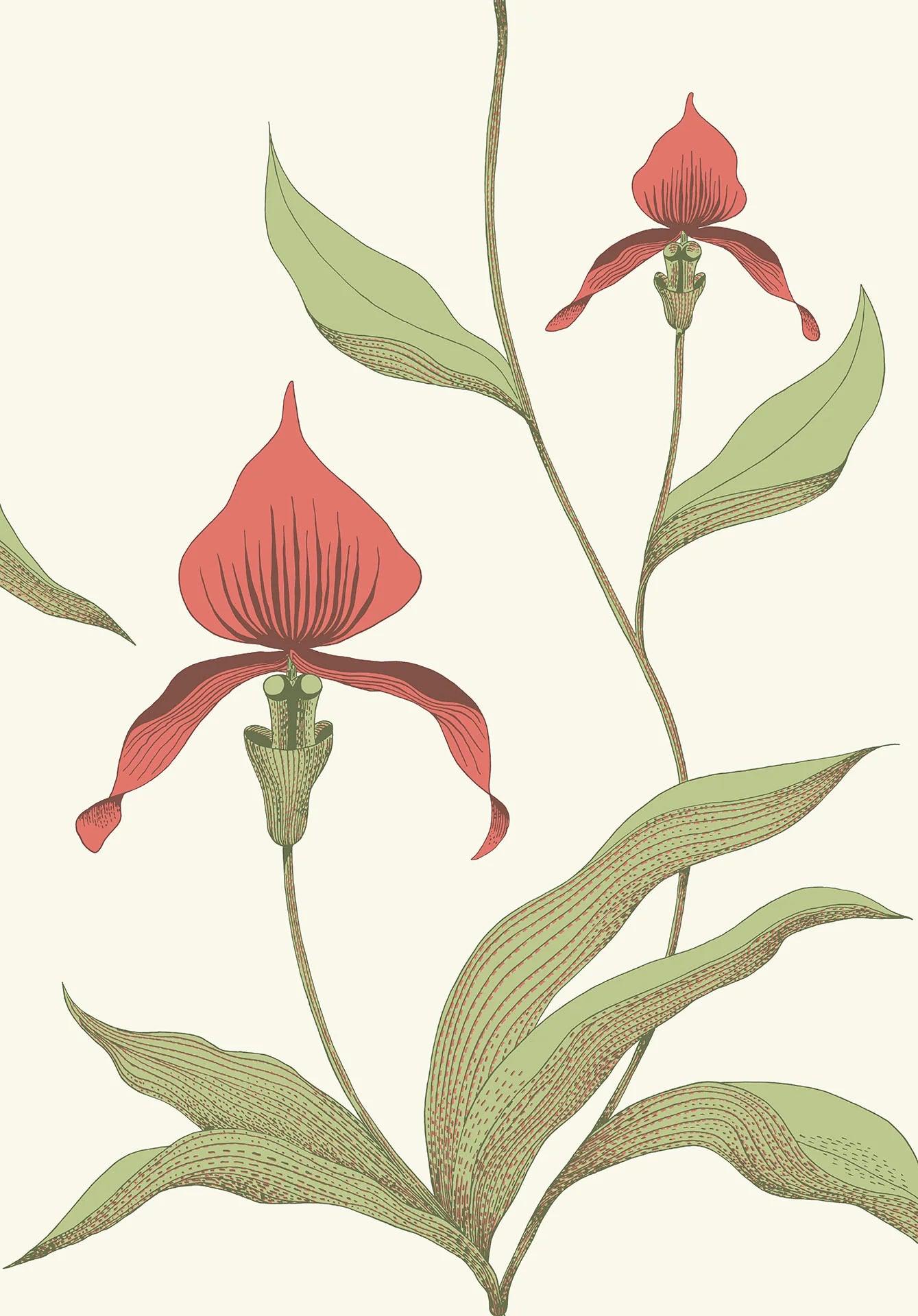 Tapeta CONTEMPORARY COLLECTION - Orchid Cole & Son Czerwień i oliwkowy na pergaminie Eye on Design