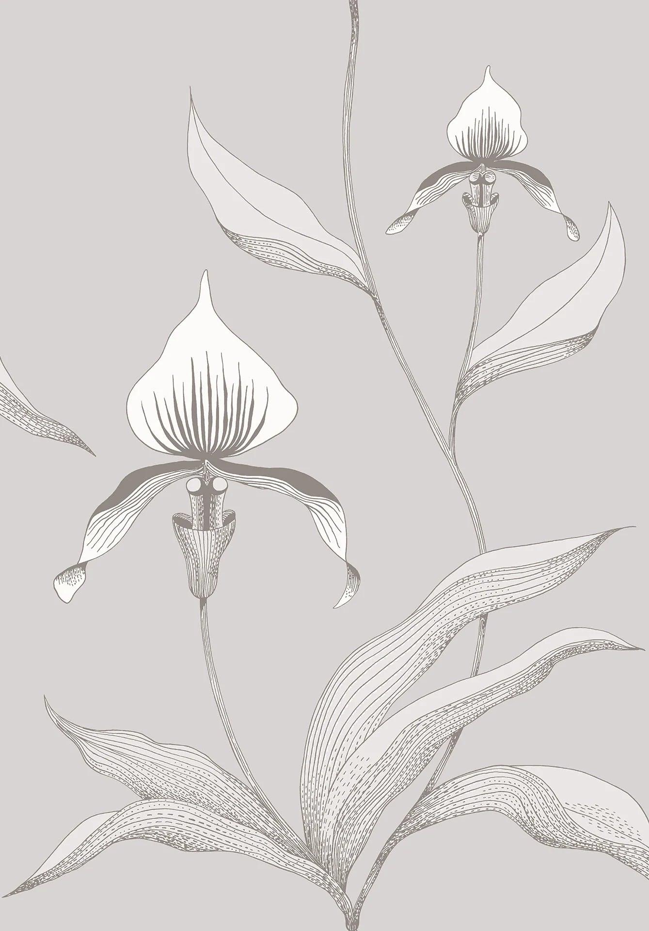Tapeta CONTEMPORARY COLLECTION - Orchid Cole & Son Biel na szarym Eye on Design
