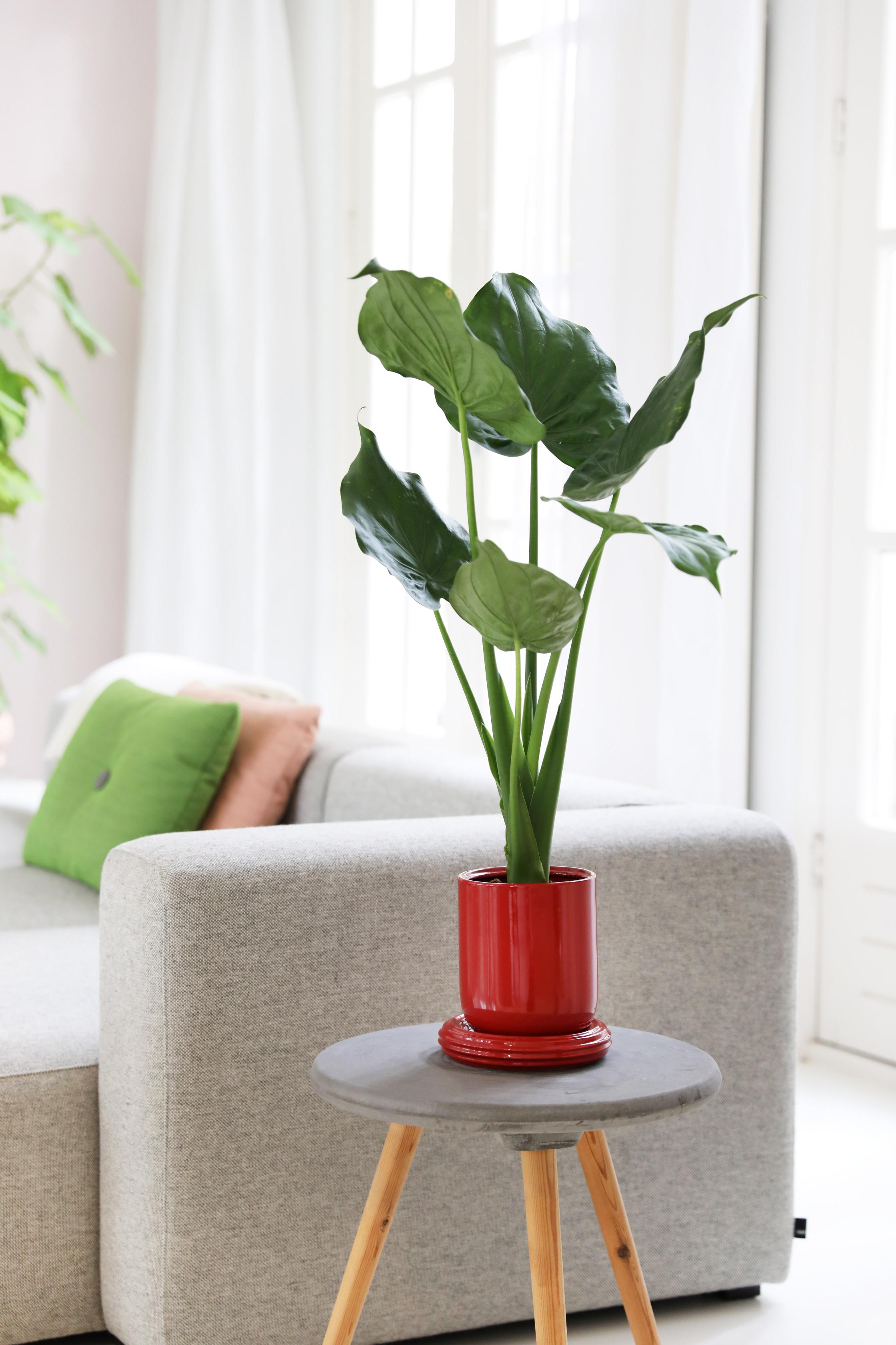 CHURROS pot in red