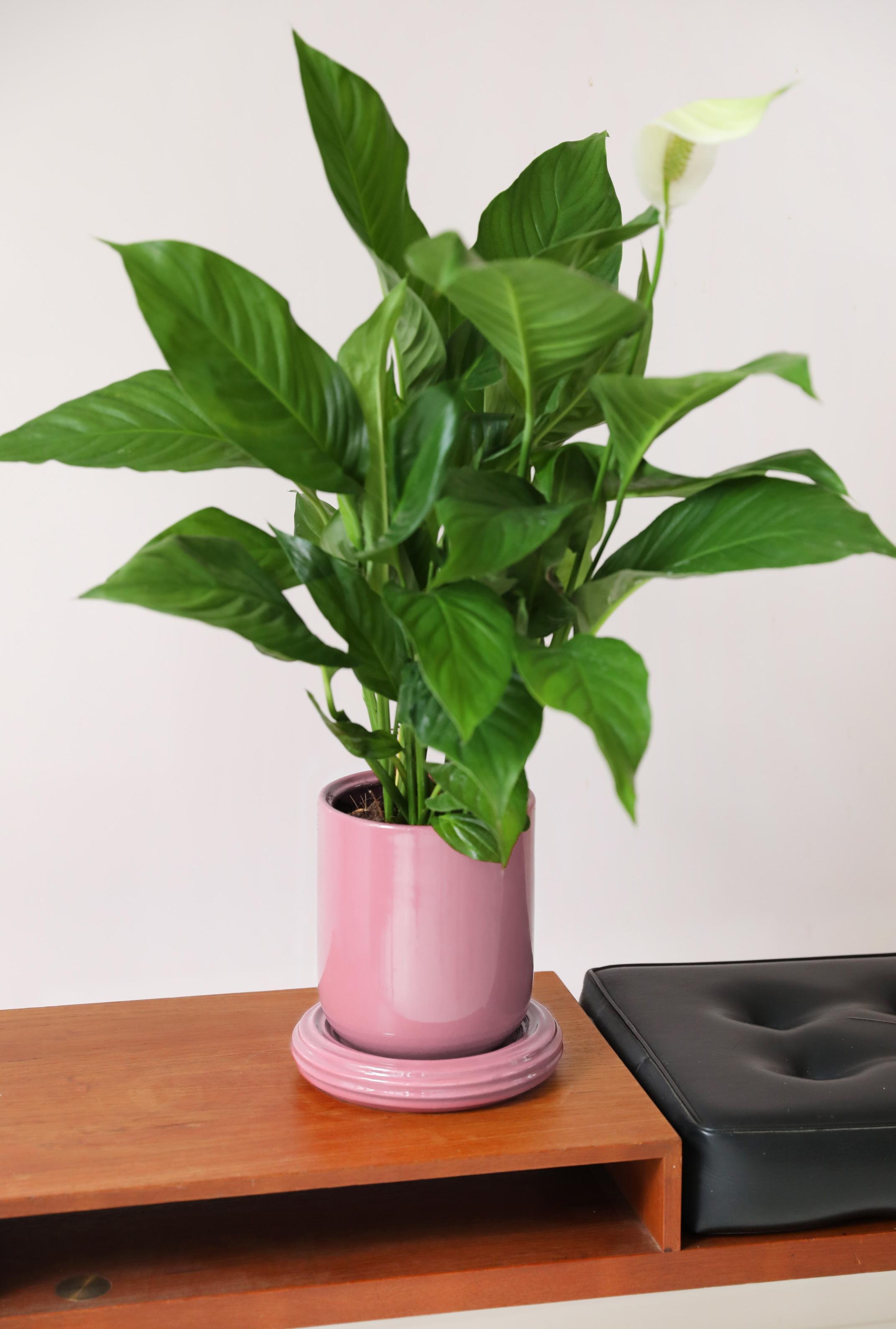CHURROS pot in pink