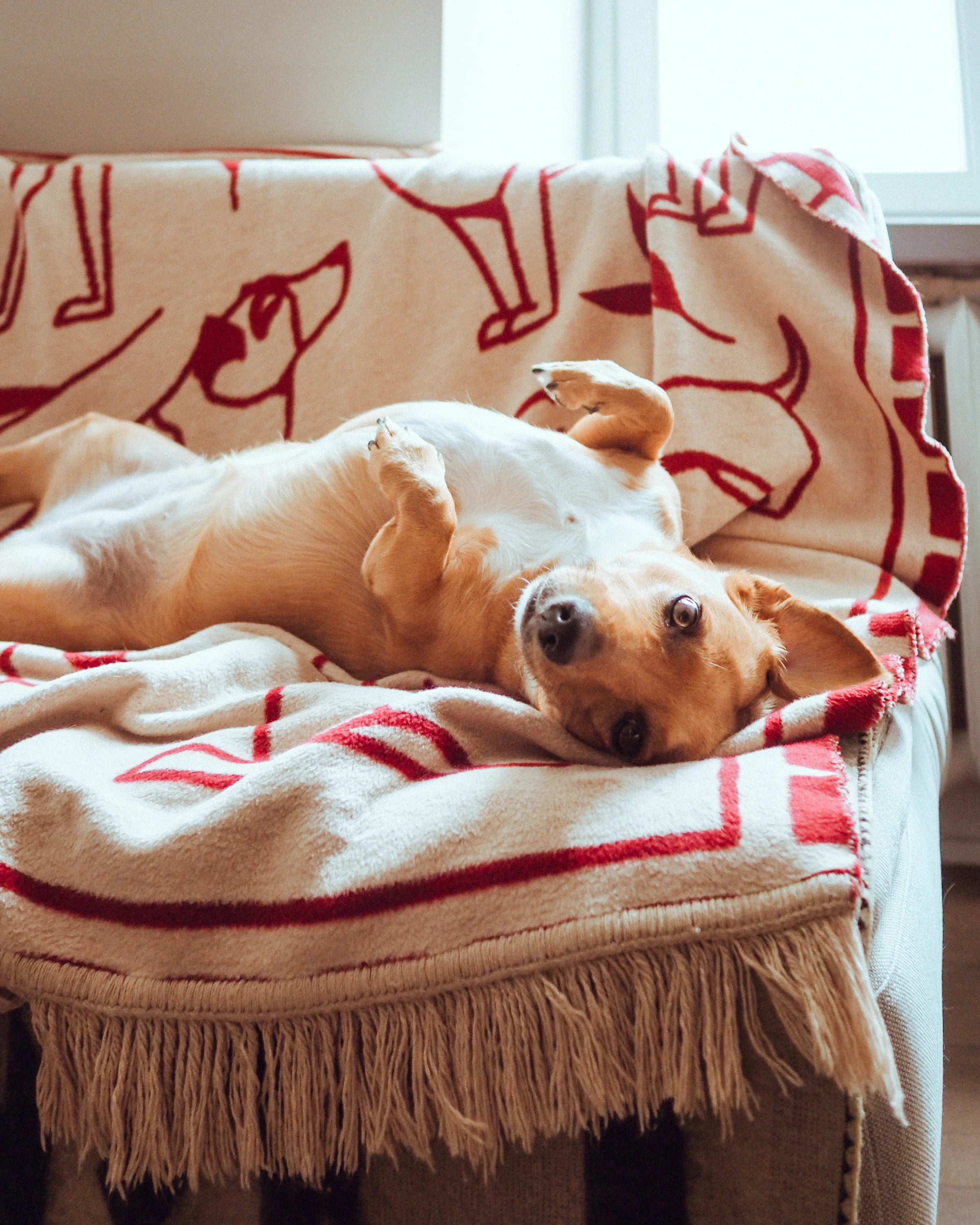 Koc PAWFECT sandbeige und bordeaux