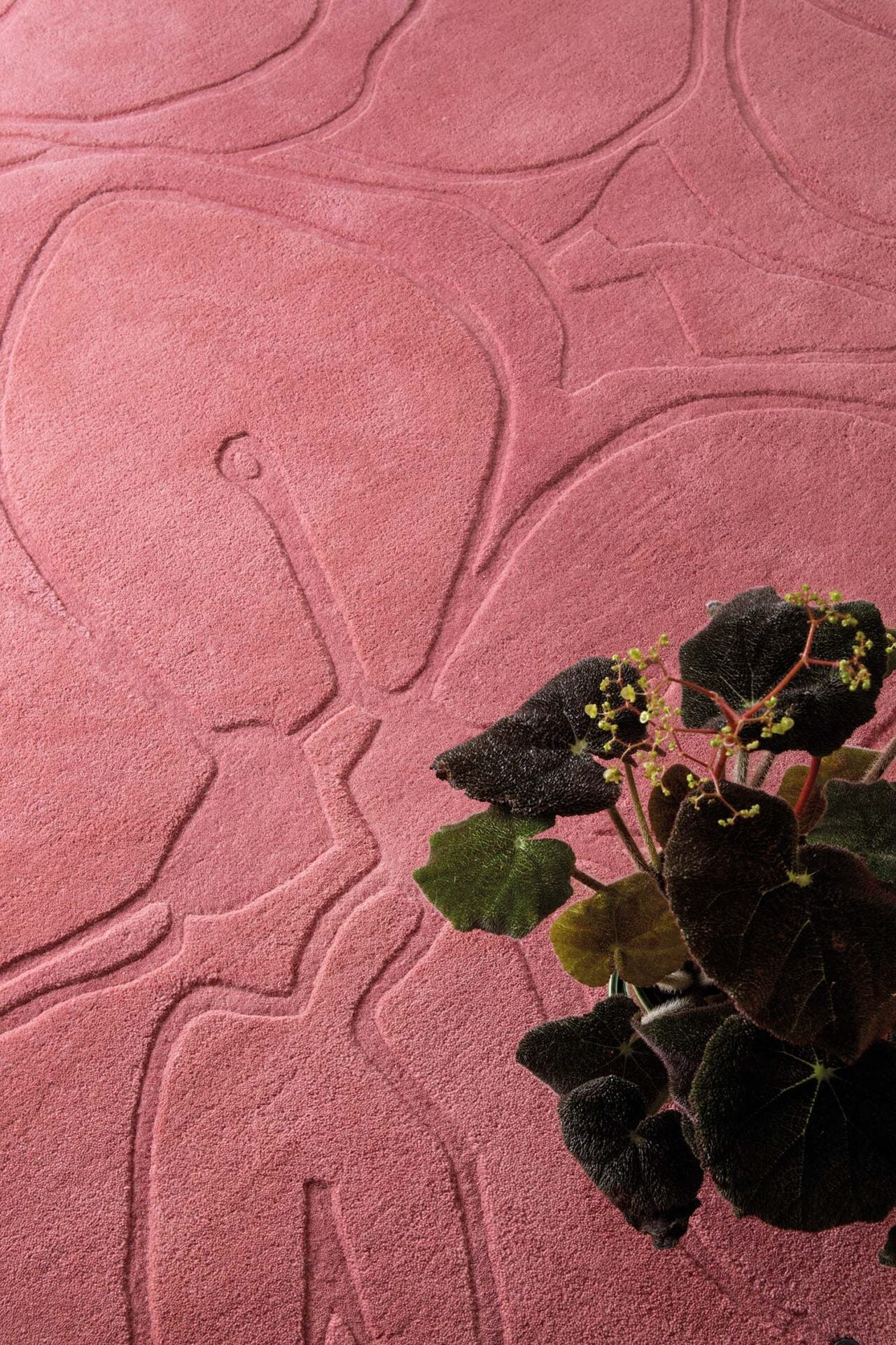 Romantic rug pink magnolia