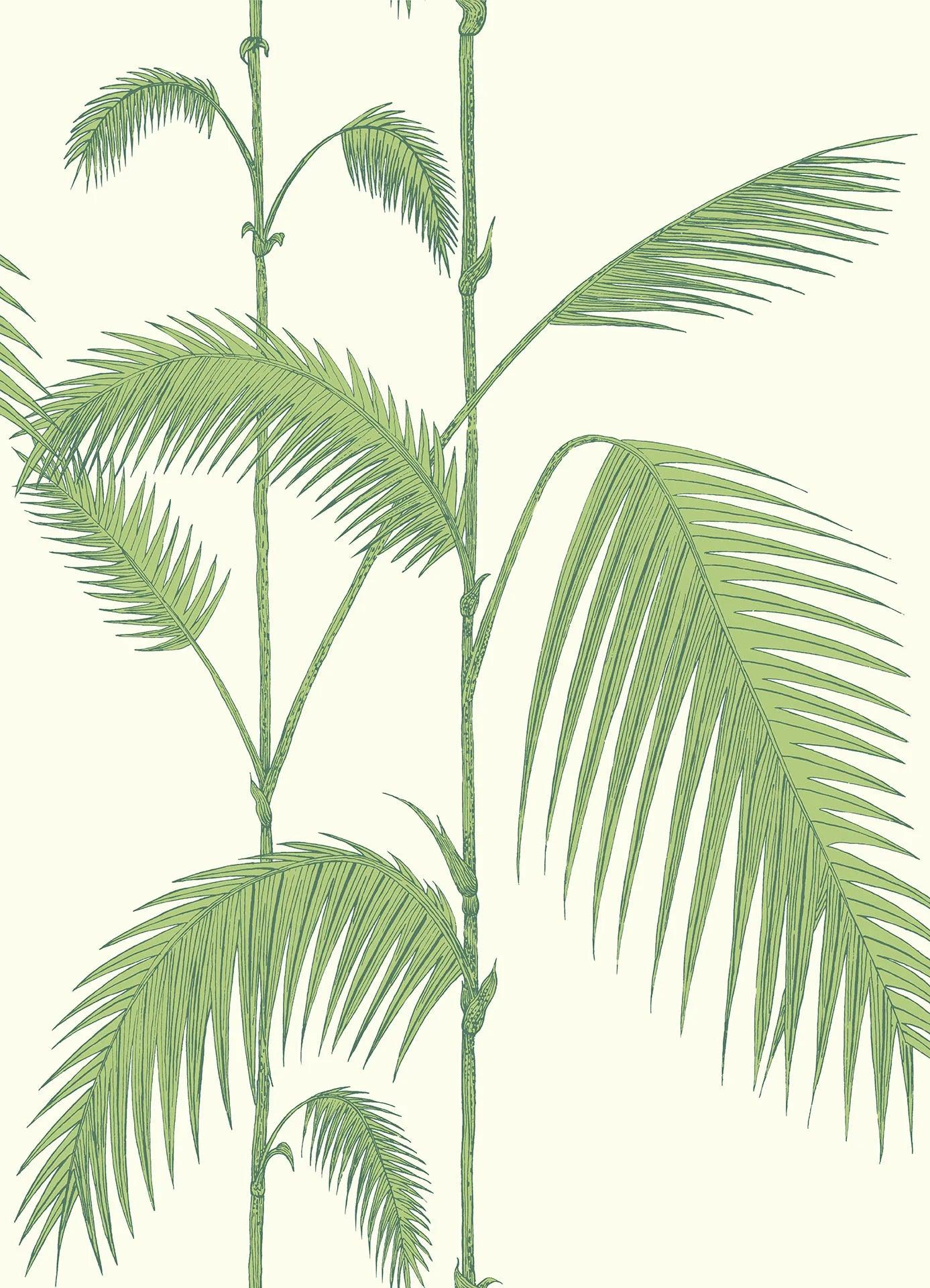 Tapeta CONTEMPORARY COLLECTION - Palm Leaves oliwkowy Cole & Son Default Title   Eye on Design